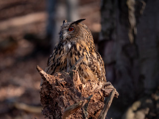 Eurasian eagle-owl (Bubo Bubo) in autumn forest. Eurasian eagle owl sitting on tree. Owl in forest.