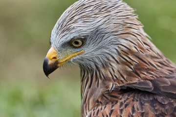 Portrait of a vulture in nature
