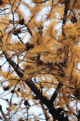 Texture of branches and cones of dried fir.