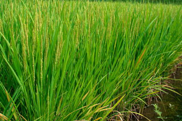 Lush green of the paddy rice