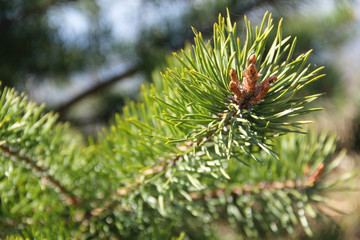 Pine branch closeup with a blurred background under the spring sunshine.