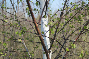 Texture of interwoven young birch branches in spring day.