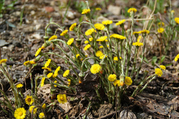 First spring bright yellow flowers close up with blurred background.