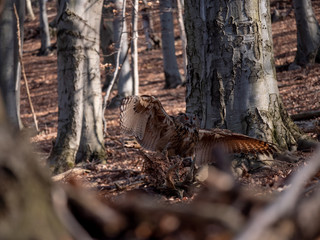 Eurasian eagle-owl (Bubo Bubo) in autumn forest. Eurasian eagle owl landing. Owl flying in forest. Eurasian eagle owl in flight.