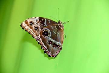 Brown butterfly on a light green background.