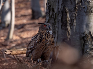 Eurasian eagle-owl (Bubo Bubo) in autumn forest. Eurasian eagle owl sitting on tree. Owl in forest.