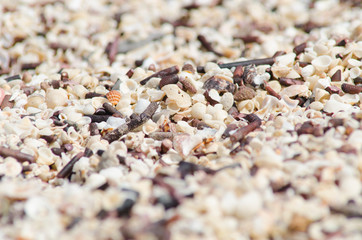 Little sea shells on the beach at San Cristobal Galapagos Islands Ecuador