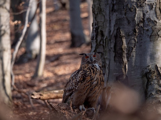 Eurasian eagle-owl (Bubo Bubo) in autumn forest. Eurasian eagle owl sitting on tree. Owl in forest. - Powered by Adobe