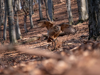 Eurasian eagle-owl (Bubo Bubo) in autumn forest. Eurasian eagle owl landing. Owl flying in forest. Eurasian eagle owl in flight.