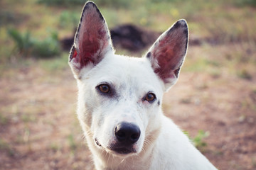 Naklejka premium Portrait of a white cur. Homeless dog.