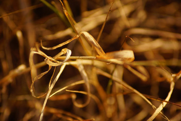 Macro hierba seca