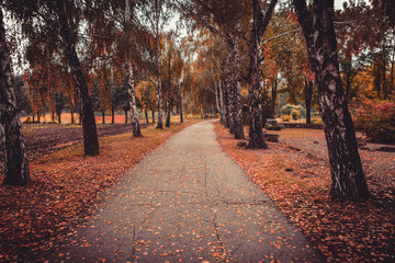 Autumn in city park. Beauty nature scene at fall season. Botanical Garden in Republic of Moldova. Beautiful city landscape.