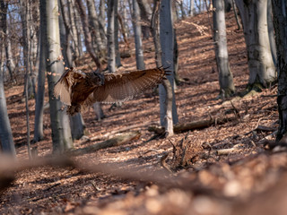 Eurasian eagle-owl (Bubo Bubo) in autumn forest. Eurasian eagle owl landing. Owl flying in forest. Eurasian eagle owl in flight.