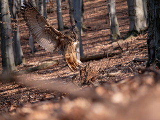 Eurasian eagle-owl (Bubo Bubo) in autumn forest. Eurasian eagle owl landing. Owl flying in forest. Eurasian eagle owl in flight.