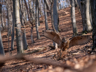 Eurasian eagle-owl (Bubo Bubo) in autumn forest. Eurasian eagle owl landing. Owl flying in forest. Eurasian eagle owl in flight.