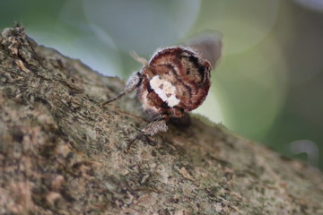 Camouflage butterfly