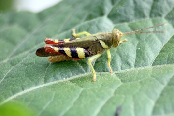 grasshopper on leaf