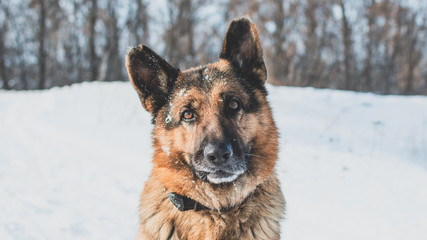 Portrait of dog in snow