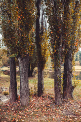 Autumn in city park. Beauty nature scene at fall season. Botanical Garden in Republic of Moldova. Beautiful city landscape.