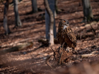 Eurasian eagle-owl (Bubo Bubo) in autumn forest. Eurasian eagle owl sitting on tree. Owl in forest.