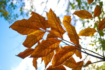 autumn leaves against blue sky