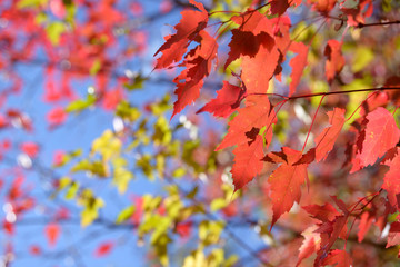 Fototapeta premium Beautiful colorful leaves in autumn forest. Red, orange, yellow, green and brown autumn leaves. Bush and tree foliage. Seasonal background.