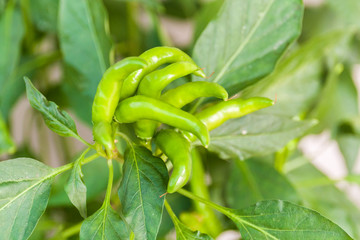 Fototapeta na wymiar Closeup of green chillies in a green chilli plant