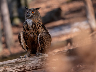 Eurasian eagle-owl (Bubo Bubo) in autumn forest. Eurasian eagle owl sitting on tree. Owl in forest.