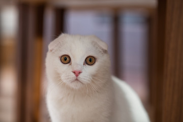white scottish fold kitten
