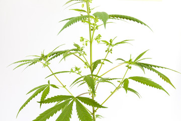 weed on white background