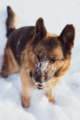 Happy dog in snow