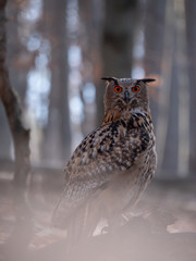 Eurasian eagle-owl (Bubo Bubo) in autumn forest. Eurasian eagle owl sitting on tree. Owl in forest.