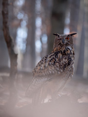 Eurasian eagle-owl (Bubo Bubo) in autumn forest. Eurasian eagle owl sitting on tree. Owl in forest.