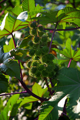 Касторовое дерево. Плоды