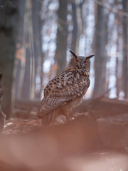Eurasian eagle-owl (Bubo Bubo) in autumn forest. Eurasian eagle owl sitting on tree. Owl in forest.