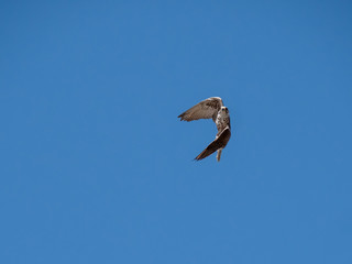 Saker falcon (Falco cherrug) in flight. Blue sky background. 