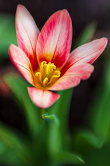 Fototapeta premium Bright flower, on a blurred background of greenery. Macro. Indoor plant.