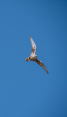 Saker falcon (Falco cherrug) in flight. Blue sky background. 