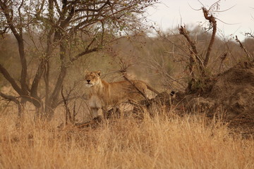 leoa africana