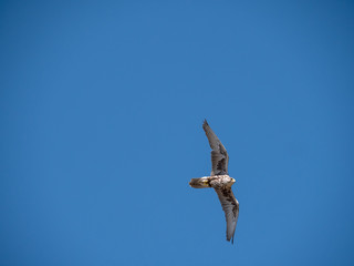Saker falcon (Falco cherrug) in flight. Blue sky background. 