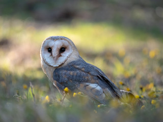 Barn owl (Tyto alba) in spring flower. Barn owl in Tussilago farfara flowers.