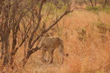 lion
