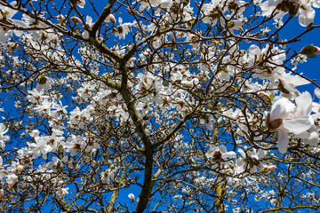 white flowers against blue sky in spring, full frame