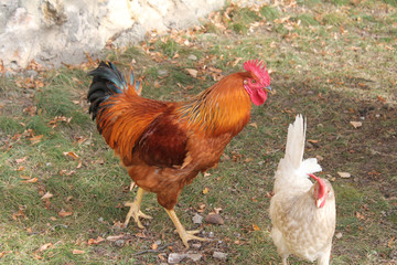 The  red Rooster and white chicken on the grass