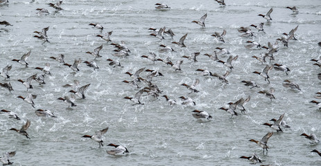 Canvasback Ducks Take Flight