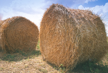 Haystacks in the field. Dried, mowed grass, wheat. Food for horses and farm animals. Harvesting feed. Clear blue sky and sunny summer day 