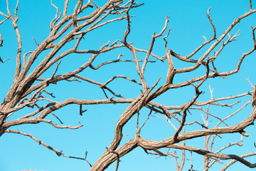 Dry tree on the shore of the Sea of Azov