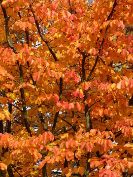 feuilles oranges rouges et jaunes en automne sur un arbre de fer parrotia persica