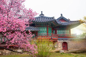 Changdeokgung Palace, with cherry blossom in spring,Seoul,South Korea.