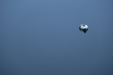 Schlafender Höckerschwan am frühen Morgen